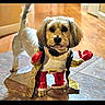 dog, pet, boxing_costume, costume, boxing_gloves, robe, indoor, floor, tile_floor, small_dog, curious, cute, animal, furry, adorable, standing, portrait, looking_at_camera, domestic_animal, champion