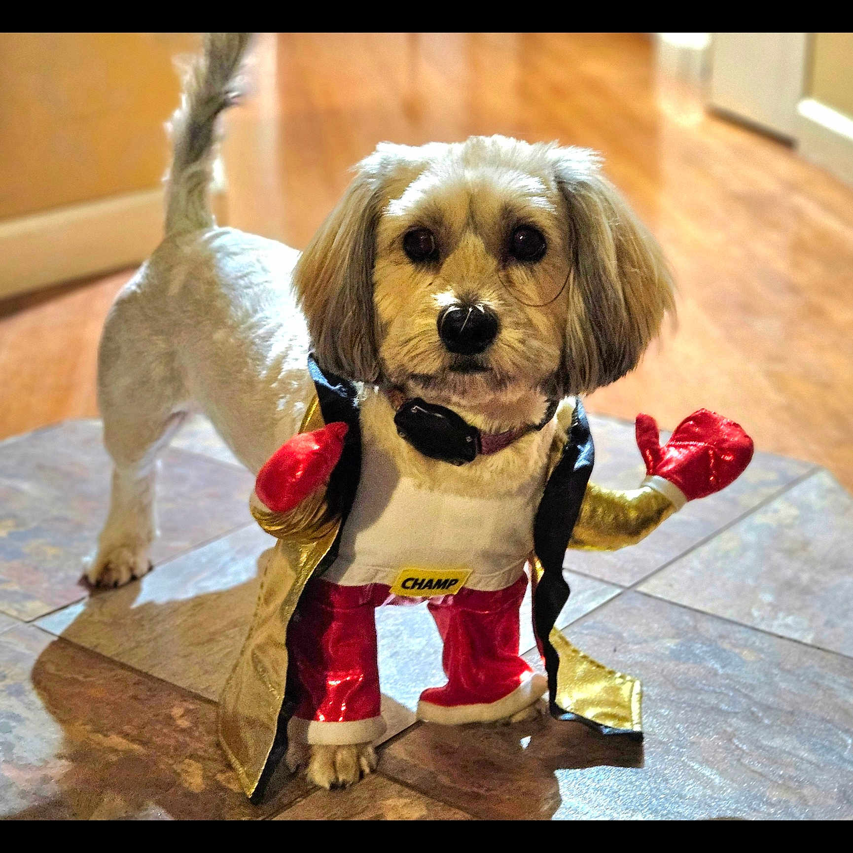 Bella joined the competition — help win amazing prizes! dog, pet, boxing_costume, costume, boxing_gloves, robe, indoor, floor, tile_floor, small_dog, curious, cute, animal, furry, adorable, standing, portrait, looking_at_camera, domestic_animal, champion