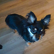 Tiny joined the competition — help win amazing prizes! dog, small_dog, black_dog, tan_markings, fluffy_ears, alert, curious, pet, indoor, wooden_floor, animal, cute, companion, domestic_animal, fur, canine, looking_up, ears_up, standing, friendly