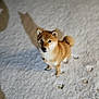 alert, animal, canine, companion, curious, cute, daylight, dog, fur, looking_up, mammal, nature, outdoor, paw_prints, pet, shadow, shiba_inu, snow, standing, winter