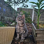 Snoopy a rejoint le concours — aidez-le/la à gagner de superbes lots ! animal, bush, cat, curious, daylight, flower_pot, foliage, garden, gray_cat, green_eyes, ground, nature, outdoor, pet, plants, sitting, soil, tree, wall, wooden_planter
