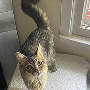 Lulu joined the competition — help win amazing prizes! cat, tabby, pet, indoor, feline, curious, cushion, window, tail, whiskers, fur, animal, domestic, looking_up, soft_texture, light, home, closeup, alert, standing