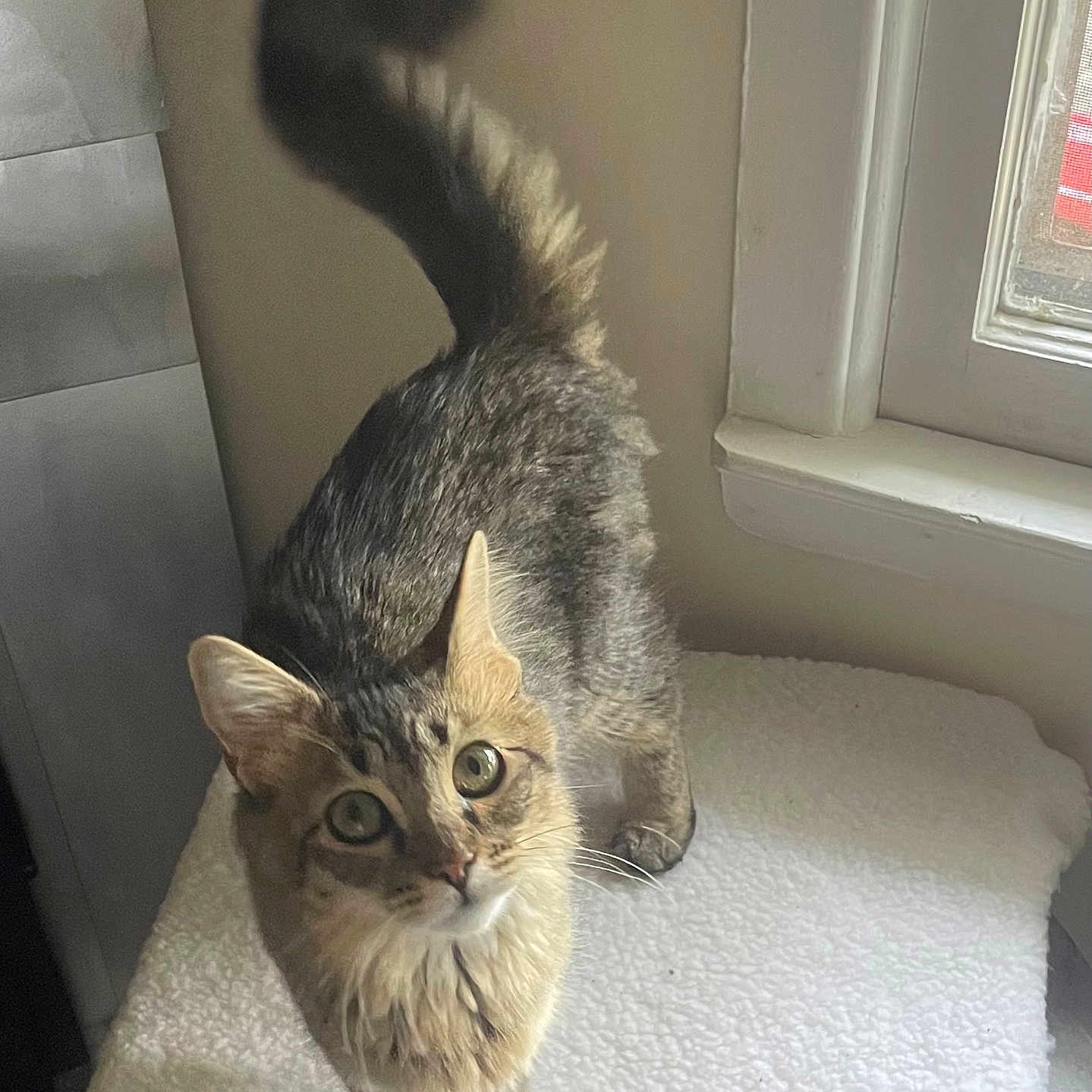 Lulu joined the competition — help win amazing prizes! alert, animal, cat, closeup, curious, cushion, domestic, feline, fur, home, indoor, light, looking_up, pet, soft_texture, standing, tabby, tail, whiskers, window