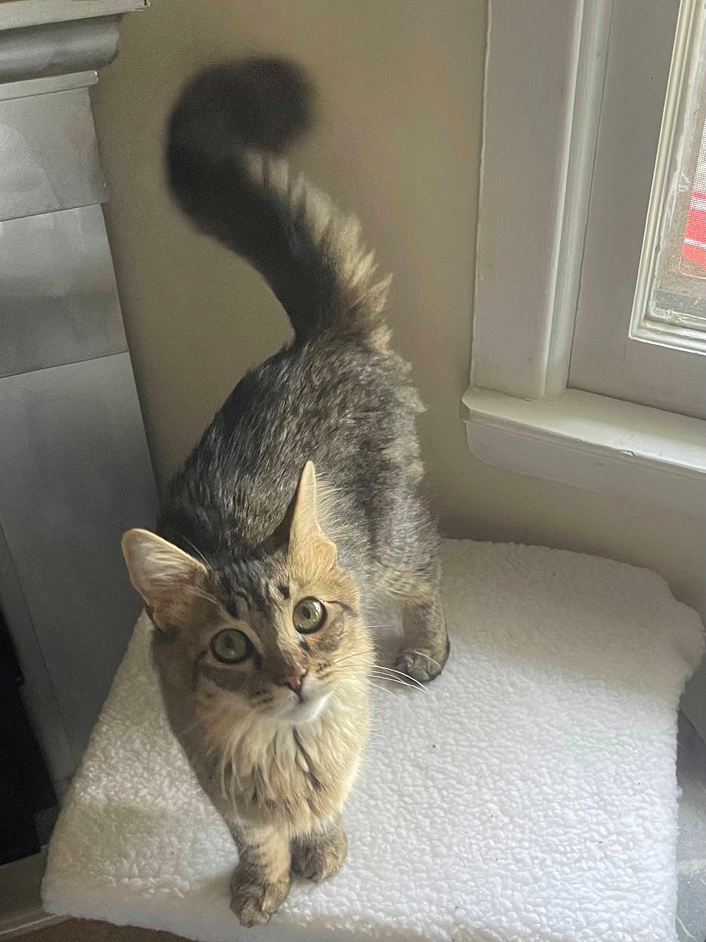 Lulu