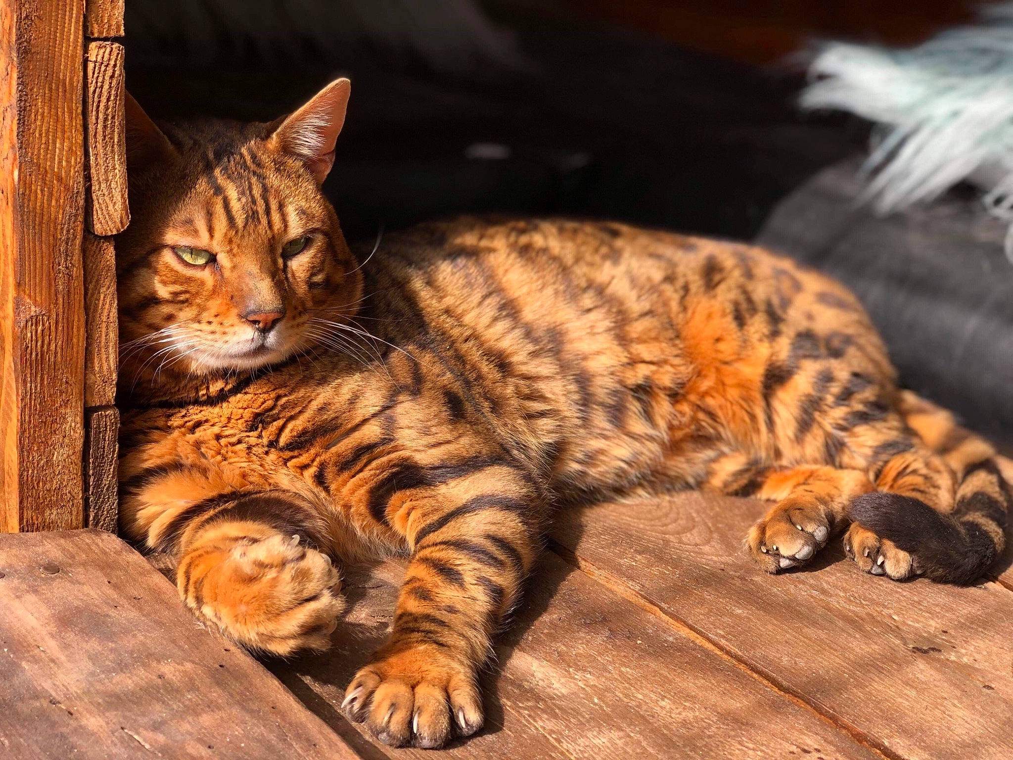 Fransua participe au concours pour gagner de l'argent avec cette photo : american_shorthair, asian, bengal, california_spangled, carnivore, cat, domestic_short_haired_cat, dragon_li, european_shorthair, felidae, kitten, mammal, pixie_bob, sky, small_to_medium_sized_cats, sokoke, tabby_cat, toyger, vertebrate, whiskers