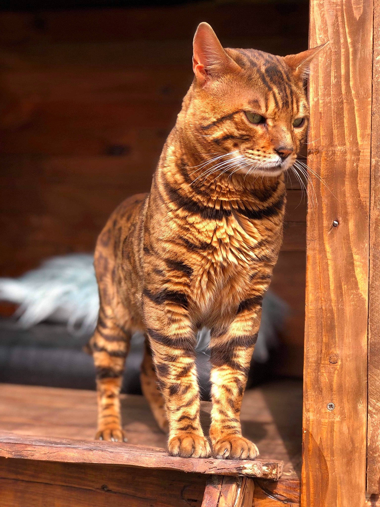 Fransua participe au concours pour gagner de l'argent avec cette photo : arabian_mau, asian, bengal, california_spangled, carnivore, cat, domestic_short_haired_cat, dragon_li, european_shorthair, felidae, mammal, ocicat, small_to_medium_sized_cats, tabby_cat, terrestrial_animal, toyger, vertebrate, whiskers, wild_cat, wildlife