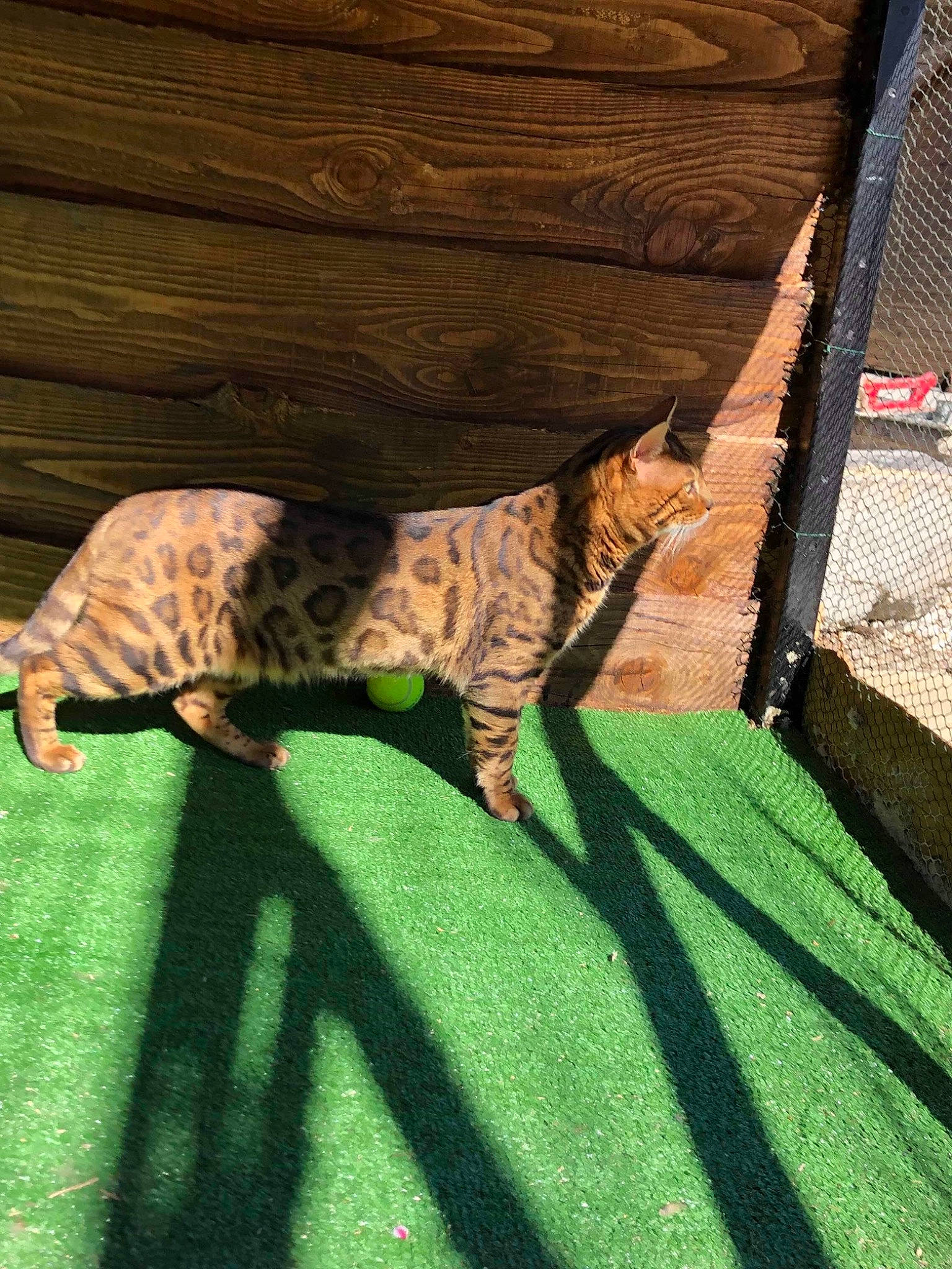 Fransua a rejoint le concours — aidez-le/la à gagner de superbes lots ! bengal, california_spangled, carnivore, cat, dragon_li, egyptian_mau, european_shorthair, felidae, kitten, mammal, ocicat, pixie_bob, savannah, small_to_medium_sized_cats, tail, toyger, vertebrate, whiskers