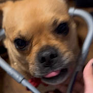 Starla is registered to the contest to win money with this photo: dog, pet, tongue_out, close_up, brown_dog, indoor, wooden_floor, stethoscope, hand, playful, cute, animal, companion, blurred, small_dog, face, canine, domestic_animal, interaction, veterinary