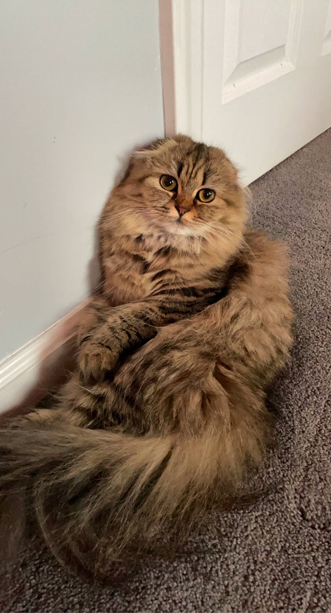 Kitty Kada joined the competition — help win amazing prizes! british_longhair, carnivore, cat, eye, fawn, felidae, flooring, fur, grey, maine_coon, persian, small_to_medium_sized_cats, snout, tail, terrestrial_animal, whiskers, wood