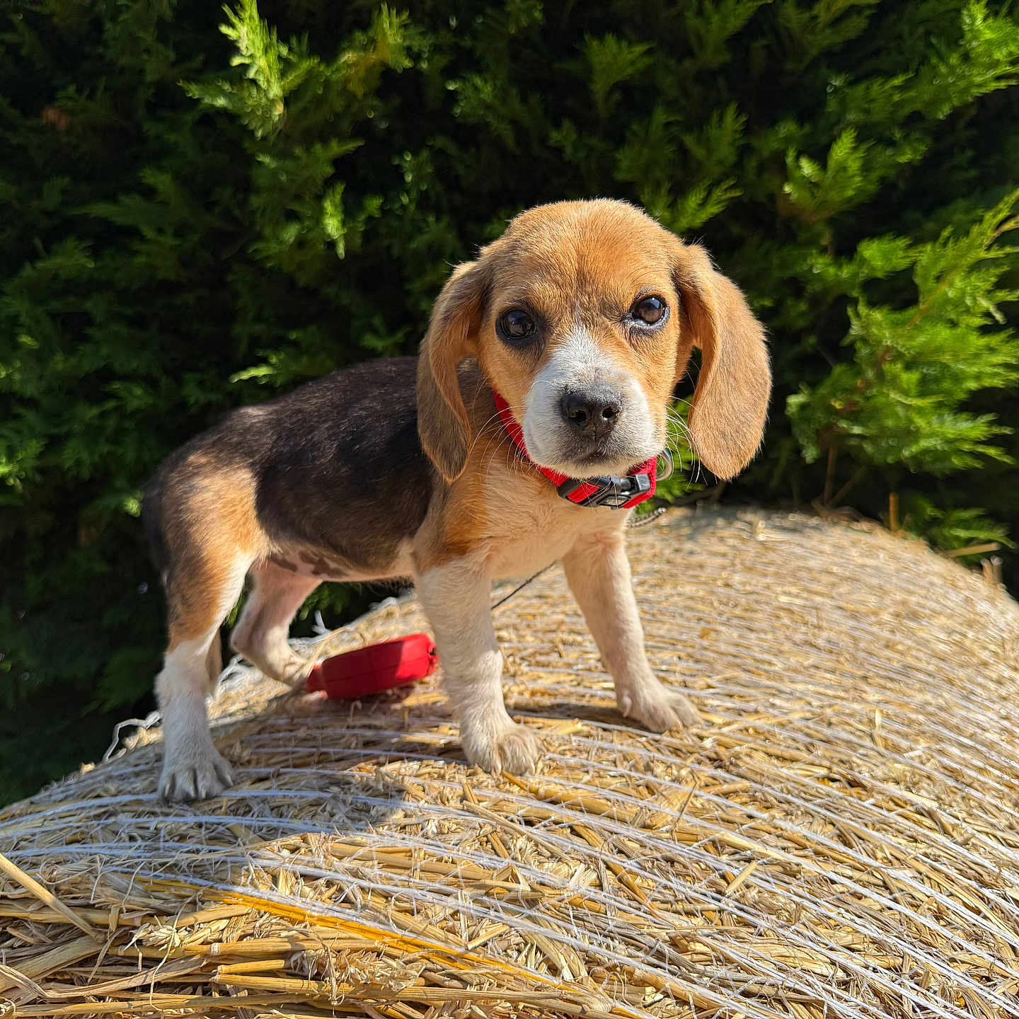 Anaya participe au concours pour gagner de l'argent avec cette photo : animal, beagle, collar, cute, daytime, dog, ears, fur, grass, greenery, hay_bale, looking, nature, outdoor, pet, puppy, red_collar, standing, sunlight, young_dog