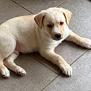Journey Szucs is registered to the contest to win money with this photo: puppy, dog, animal, pet, lying_down, floor, tile, cute, young, fur, whiskers, ears, paws, indoor, domestic_animal, canine, mammal, adorable, resting, looking