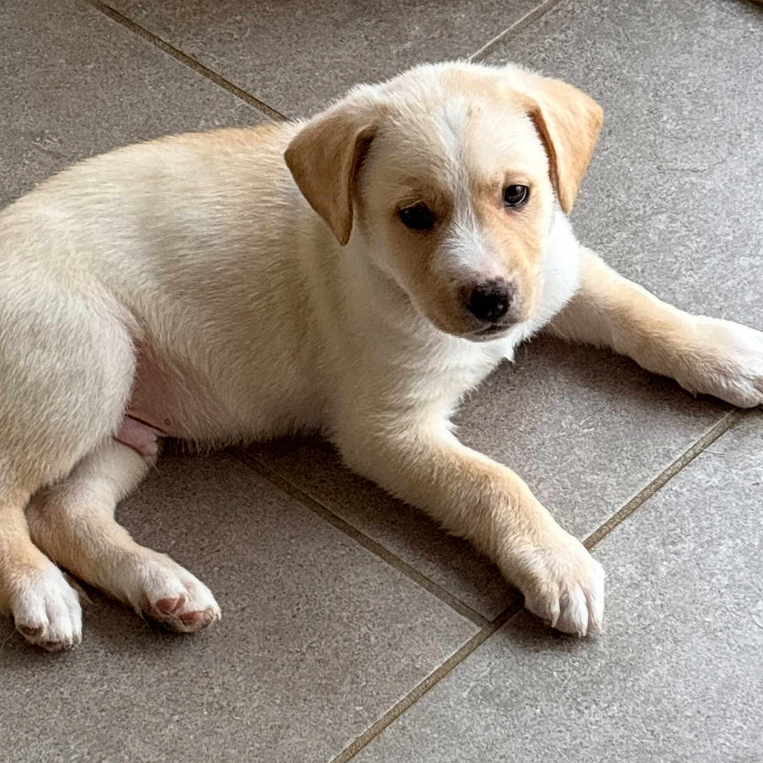 Journey Szucs is registered to the contest to win money with this photo: adorable, animal, canine, cute, dog, domestic_animal, ears, floor, fur, indoor, looking, lying_down, mammal, paws, pet, puppy, resting, tile, whiskers, young