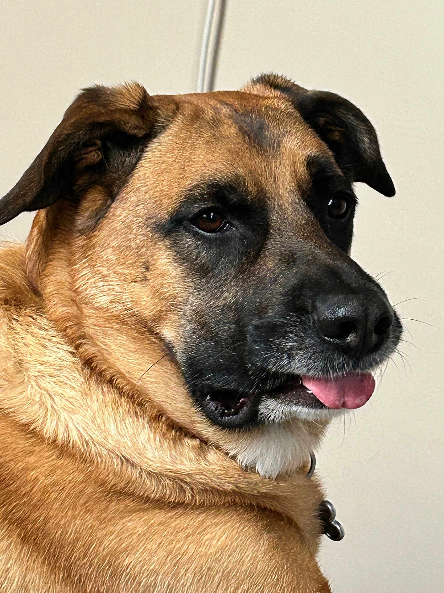Jameson Szucs is registered to the contest to win money with this photo: dog, pet, close_up, portrait, brown_fur, black_muzzle, tongue_out, collar, indoor, animal, canine, face, ears, fur_texture, looking_away, domestic_animal, companion, cute, friendly, alert