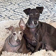 Constance Et Popie participe au concours pour gagner de l'argent avec cette photo : dogs, canines, pet, puppy, black_dog, brown_dog, short_hair, cuddling, sitting, lying_down, portrait, fluffy_bed, blanket, indoors, tile_floor, patterned_background, collars, cute, animal_portrait, companionship