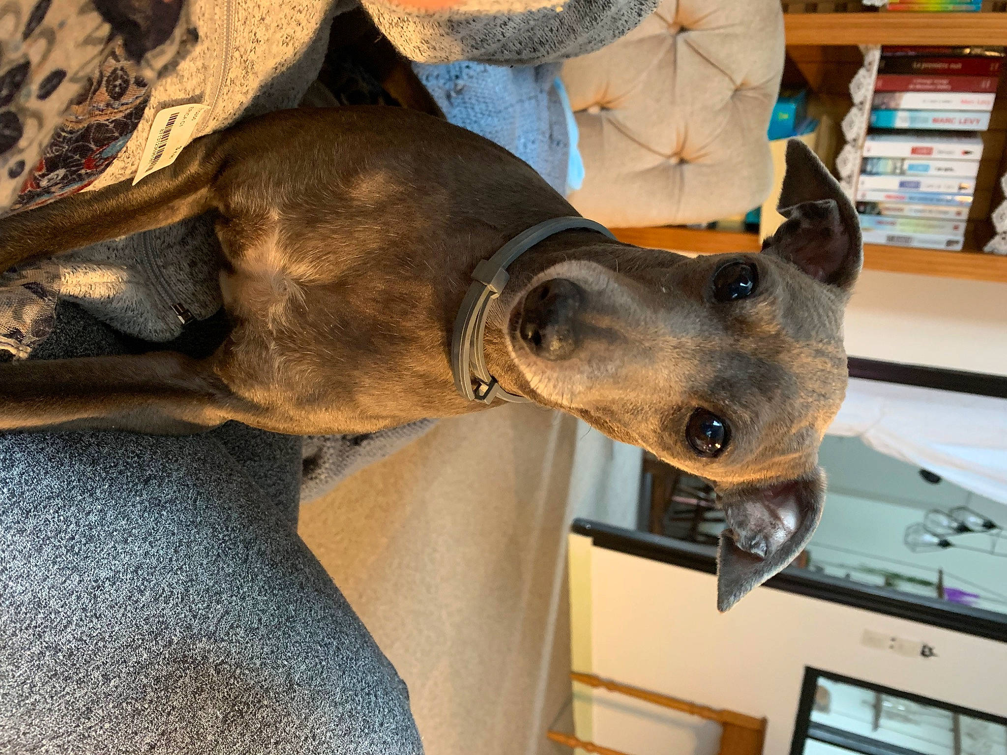 Boy a rejoint le concours — aidez-le/la à gagner de superbes lots ! bookcase, canidae, carnivore, collar, dog, dog_breed, dog_collar, fashion_accessory, fawn, jaw, pet_supply, rampur_greyhound, sculpture, shelf, shelving, snout, sporting_group, working_animal