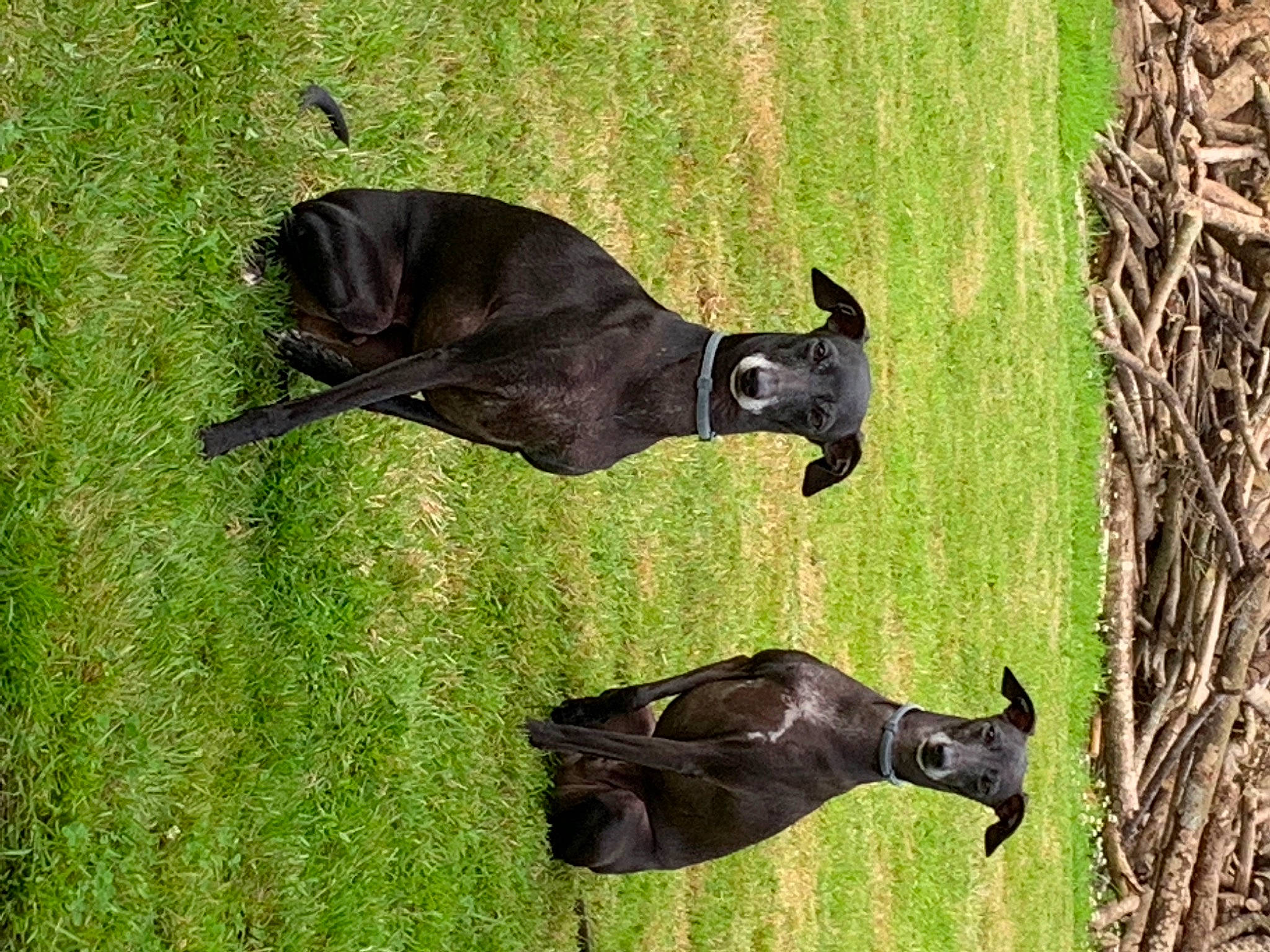 Léo Et Luther participe au concours pour gagner de l'argent avec cette photo : art, canidae, dog_breed, fawn, grass, grass_family, grassland, mammal, pasture, plant, sculpture, snout, sporting_group, tail, terrestrial_animal, tree, trunk, wildlife, wood, working_animal