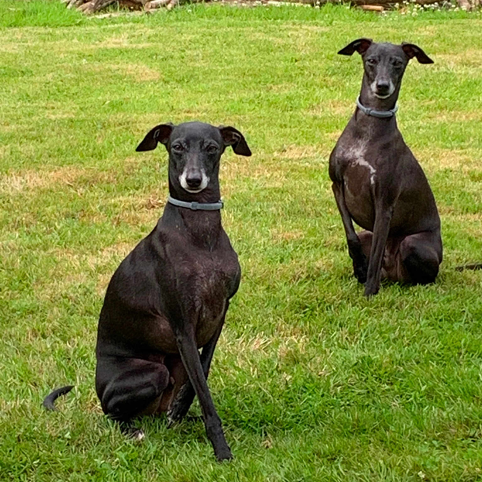 Léo Et Luther