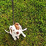 puppy, dog, grass, outdoor, leash, pet, animal, white_and_brown, sitting, looking_up, floppy_ears, puppy_face, greenery, lawn, shoe, sandal, photography, daylight, playful, portrait