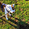 dog, puppy, outdoor, grass, moss, stick, twig, harness, white_and_brown, standing, walking, sunlight, shadow, nature, park, animal, pet, playful, phone_screenshot, gallery_interface