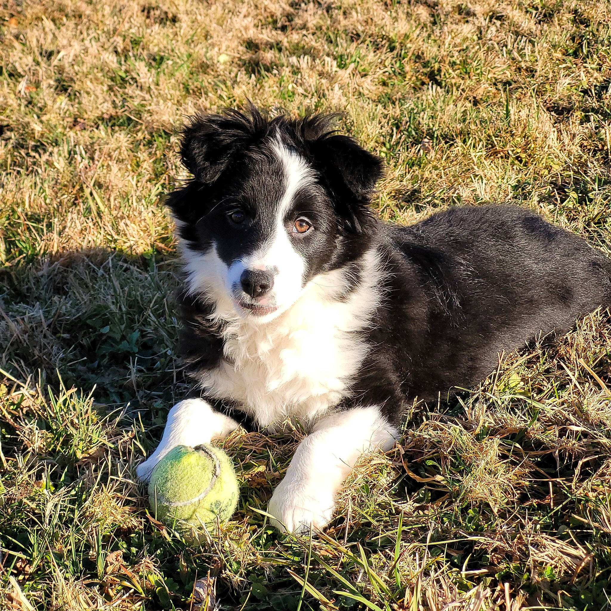 Croquette participe au concours pour gagner de l'argent avec cette photo : australian_collie, australian_shepherd, ball, border_collie, canidae, carnivore, companion_dog, dog, dog_breed, grass, herding_dog, plant, puppy, snout, soil, sporting_group, tennis_ball, terrestrial_animal, working_animal, working_dog
