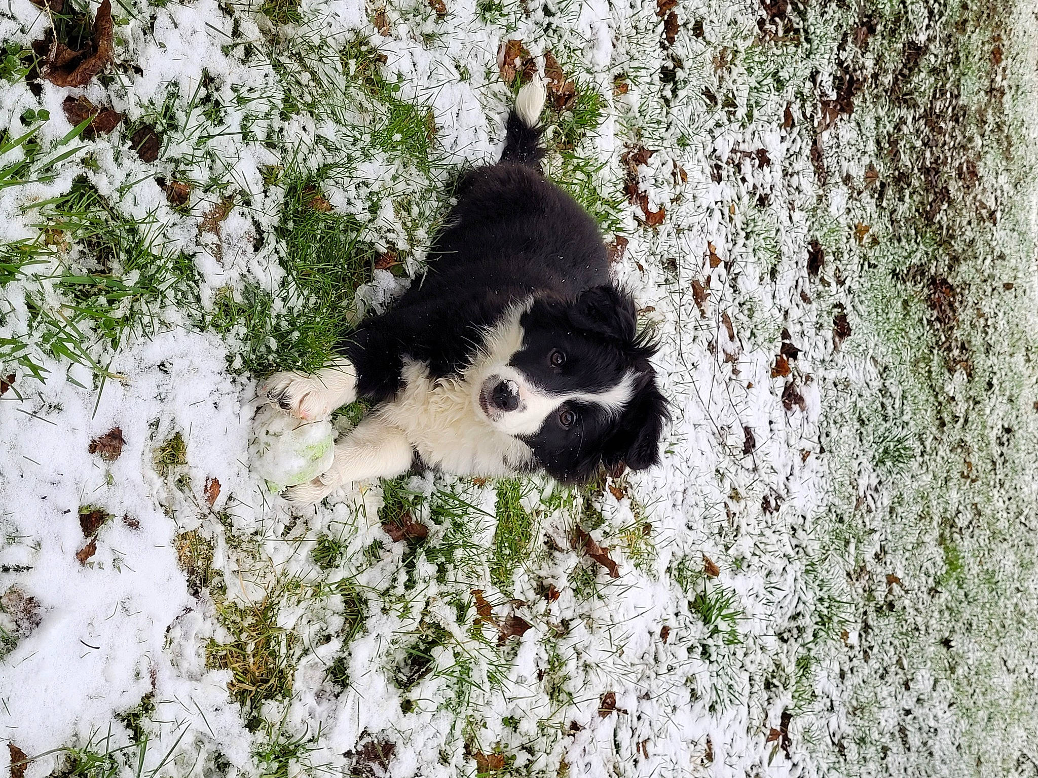 Croquette a rejoint le concours — aidez-le/la à gagner de superbes lots ! art, bear, carnivore, dog_breed, fur, grass, groundcover, panda, pattern, paw, plant, snout, snow, soil, sporting_group, tail, terrestrial_animal, trunk, wildlife, winter