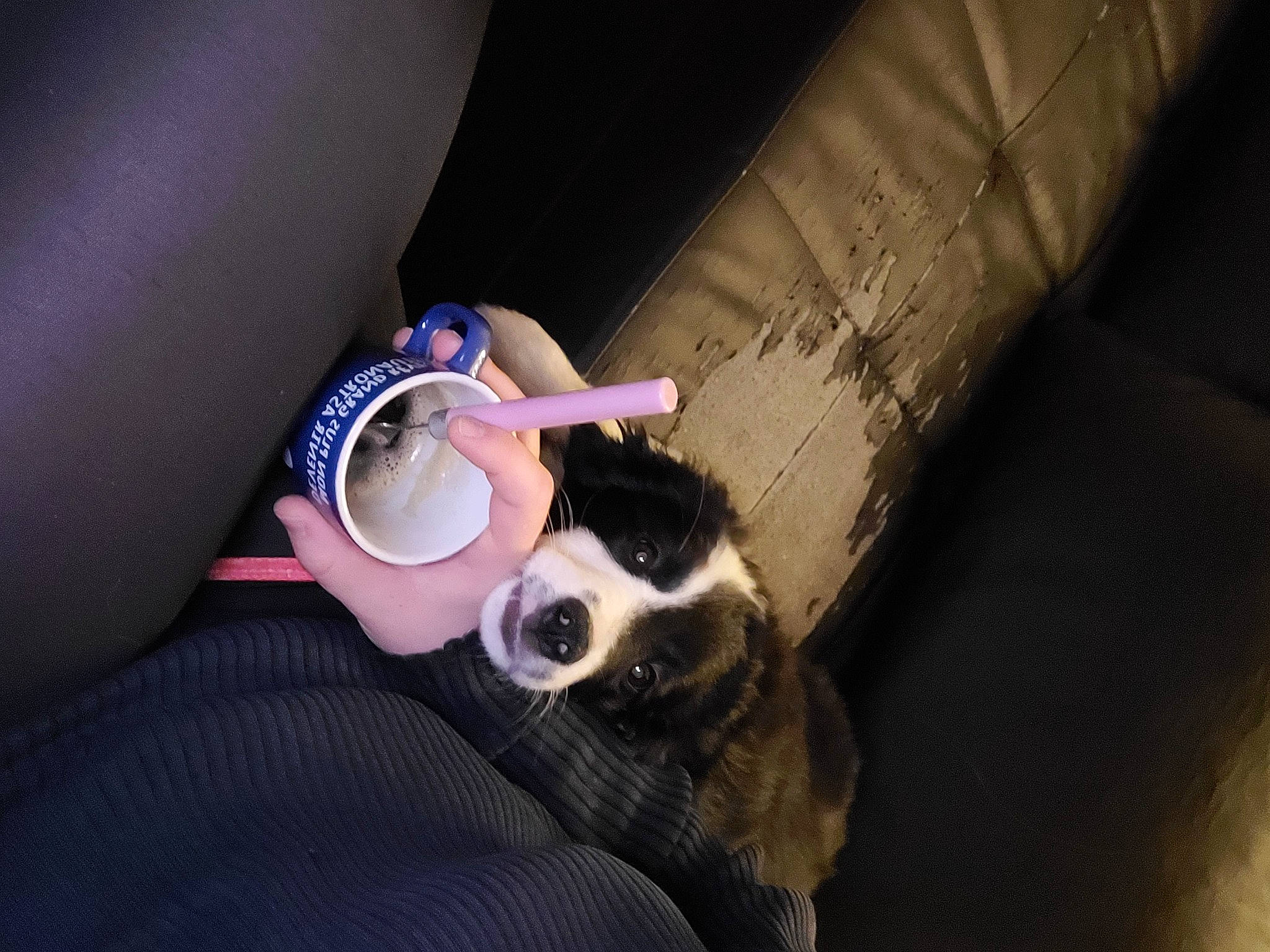 Croquette participe au concours pour gagner de l'argent avec cette photo : arm, carnivore, comfort, companion_dog, couch, eye, eyewear, fawn, felidae, finger, glasses, goggles, hair, hand, head, leg, small_to_medium_sized_cats, sunglasses, thigh, vision_care