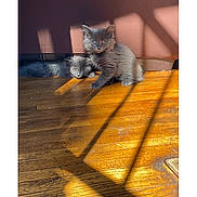 Goodness Gracious joined the competition — help win amazing prizes! animal, cat, cozy, cute, domestic_cat, feline, fluffy, gray_cat, home, indoor, kitten, pet, playful, relaxed, resting, shadow, sunlight, two_animals, wooden_floor, young_cat