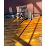 animal, cat, cozy, cute, domestic_cat, feline, fluffy, gray_cat, home, indoor, kitten, pet, playful, relaxed, resting, shadow, sunlight, two_animals, wooden_floor, young_cat