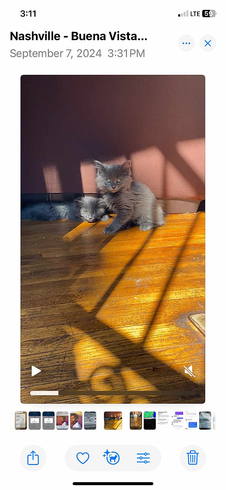 Goodness Gracious joined the competition — help win amazing prizes! animal, cat, cozy, cute, domestic_cat, feline, fluffy, gray_cat, home, indoor, kitten, pet, playful, relaxed, resting, shadow, sunlight, two_animals, wooden_floor, young_cat