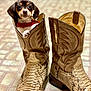 dog, puppy, cowboy_boot, leather_boot, boots, snake_skin_texture, tile_floor, red_collar, paw, dog_face, ears, looking_at_camera, indoor, close_up, shallow_depth_of_field, cute, small_dog, brown, front_boot, footwear