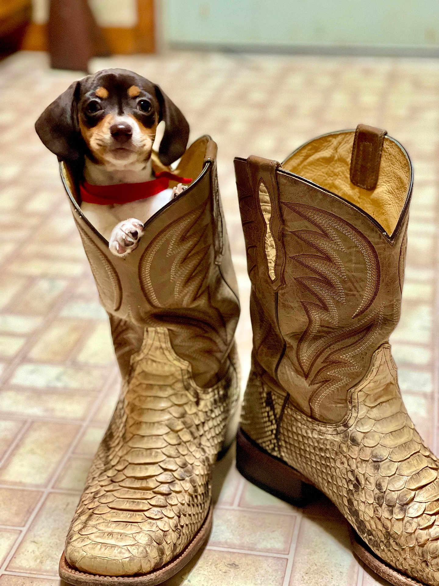 Wrenn is registered to the contest to win money with this photo: dog, puppy, cowboy_boot, leather_boot, boots, snake_skin_texture, tile_floor, red_collar, paw, dog_face, ears, looking_at_camera, indoor, close_up, shallow_depth_of_field, cute, small_dog, brown, front_boot, footwear