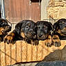 puppy, rottweiler, dog, animal, cute, pet, outdoor, wooden_barrier, sunlight, paws, fur, black_and_tan, young, curious, sleepy, four, group, closeup, nature, daylight