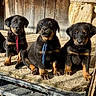 puppies, rottweiler, dogs, young, sitting, wooden_platform, sunlight, outdoor, fur, pet, animal, cute, three, collar, string, brown, black, stone_pillar, wooden_wall, innocent_expression
