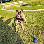 Texas a rejoint le concours — aidez-le/la à gagner de superbes lots ! accessories, animal, ball, canine, dog, football, grass, nature, outdoors, park, pet, plant, puppy, soccer, soccerball, sphere, sport, strap, tree, vegetation