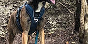 Texas a rejoint le concours — aidez-le/la à gagner de superbes lots ! accessories, animal, bag, canine, dog, germanshepherd, harness, leash, nature, outdoors, pet, plant, policedog, puppy, rock, slate, soil, strap, tree, vegetation