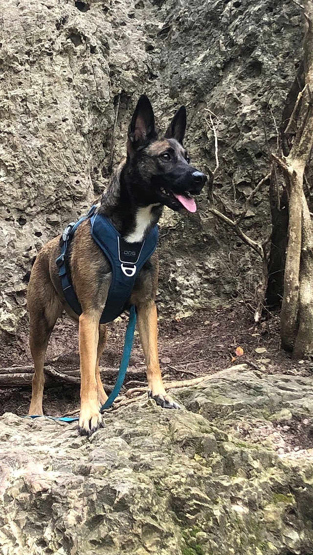 Texas a rejoint le concours — aidez-le/la à gagner de superbes lots ! accessories, animal, bag, canine, dog, germanshepherd, harness, leash, nature, outdoors, pet, plant, policedog, puppy, rock, slate, soil, strap, tree, vegetation