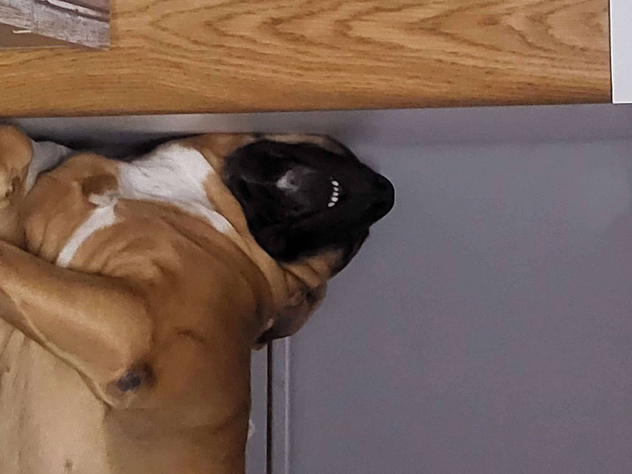 Paco participe au concours pour gagner de l'argent avec cette photo : abdomen, art, barechested, chest, elbow, fawn, hardwood, human_leg, jaw, knee, navel, plywood, religious_item, thigh, trunk, waist, wood, wood_stain, working_animal, wrist