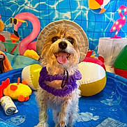Teddy is registered to the contest to win money with this photo: dog, pet, animal, pool, kiddie_pool, swimming_pool, sun_hat, ruff, purple_clothing, tongue_out, happy, standing, outdoors, backyard, water, inflatable_toy, flamingo, beach_ball, colorful, portrait
