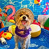 dog, pet, animal, pool, kiddie_pool, swimming_pool, sun_hat, ruff, purple_clothing, tongue_out, happy, standing, outdoors, backyard, water, inflatable_toy, flamingo, beach_ball, colorful, portrait