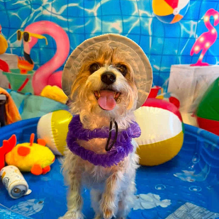 Teddy is registered to the contest to win money with this photo: dog, pet, animal, pool, kiddie_pool, swimming_pool, sun_hat, ruff, purple_clothing, tongue_out, happy, standing, outdoors, backyard, water, inflatable_toy, flamingo, beach_ball, colorful, portrait