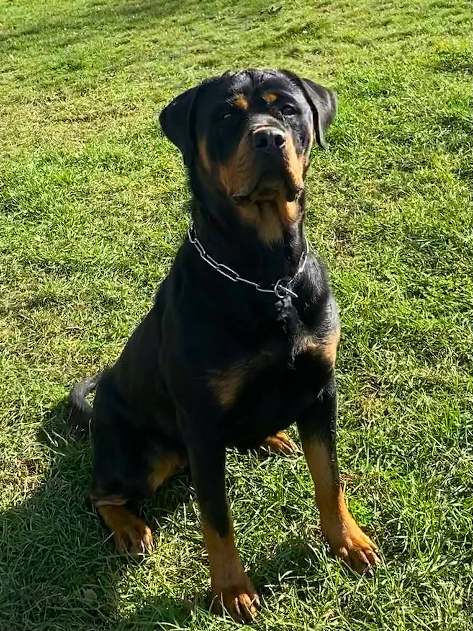 Patchouli a rejoint le concours — aidez-le/la à gagner de superbes lots ! ancient_dog_breeds, canidae, carnivore, collar, companion_dog, dog, dog_breed, dog_collar, fawn, grass, guard_dog, hunting_dog, molosser, plant, rottweiler, snout, sporting_group, terrestrial_animal, working_animal, working_dog