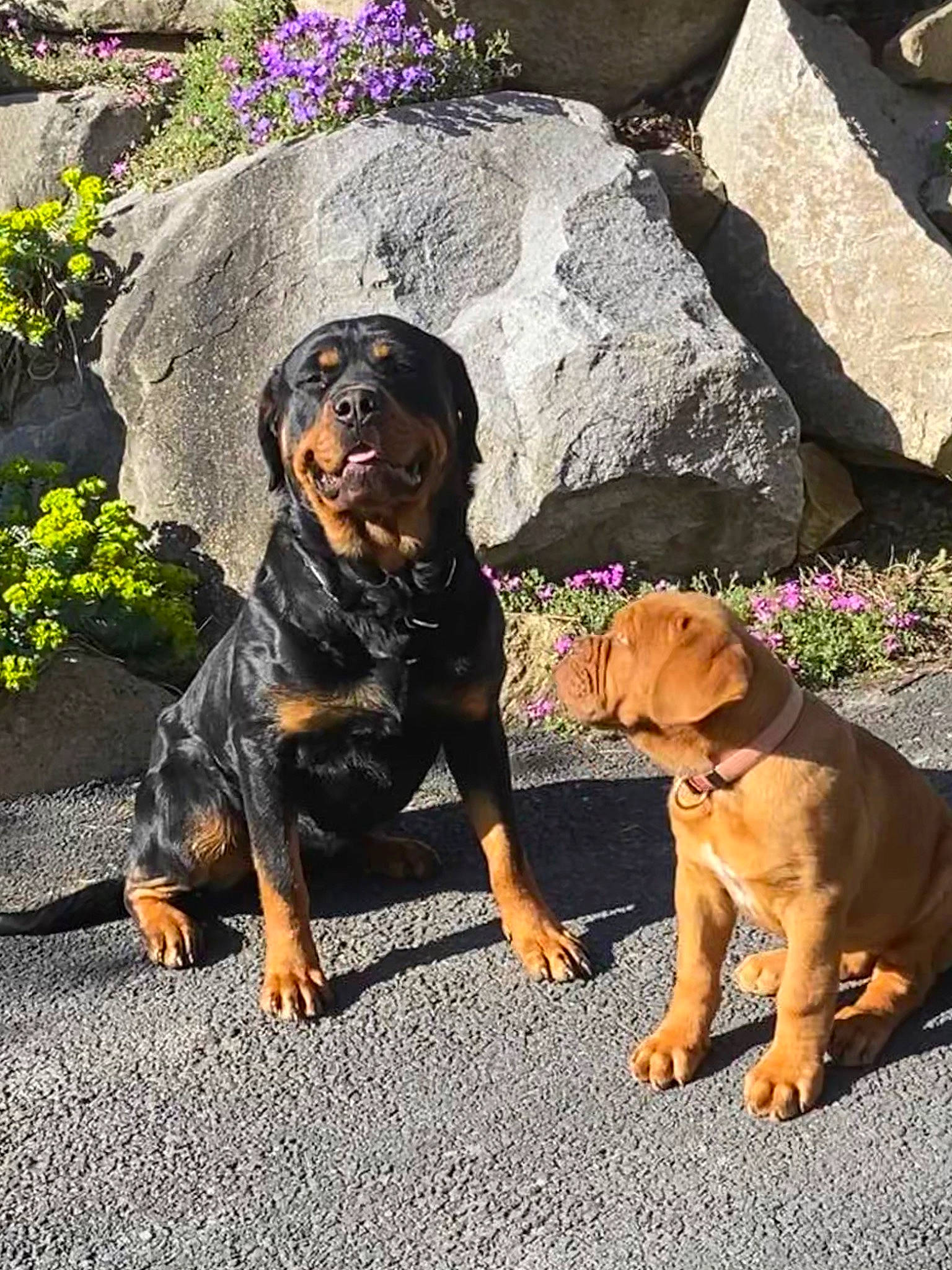 Patchouli a rejoint le concours — aidez-le/la à gagner de superbes lots ! asphalt, canidae, carnivore, collar, companion_dog, dog, dog_breed, dog_collar, fawn, flower, grass, mammal, plant, road_surface, rock, snout, sporting_group, tail, vertebrate, working_animal