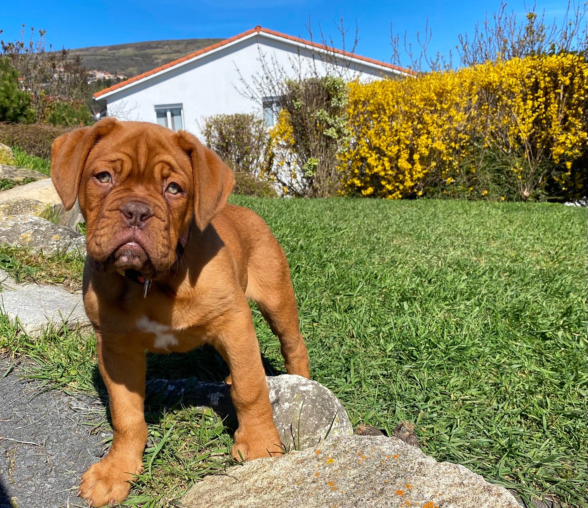 Reine Sophie participe au concours pour gagner de l'argent avec cette photo : building, canidae, carnivore, companion_dog, dog, dog_breed, fawn, flower, grass, grassland, landscape, liver, molosser, plant, sky, sporting_group, terrestrial_animal, tree, working_animal, working_dog