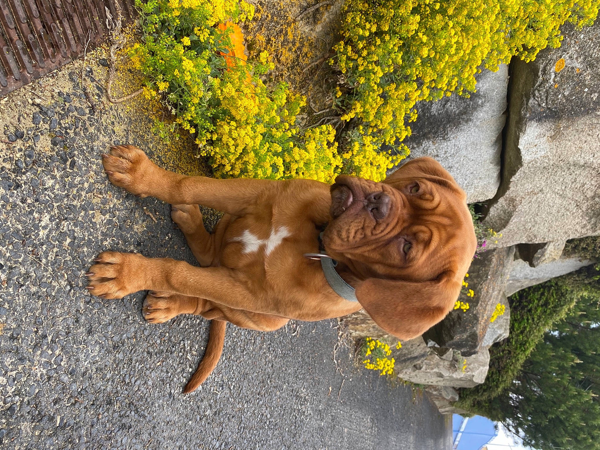 Reine Sophie participe au concours pour gagner de l'argent avec cette photo : art, asphalt, barechested, dress, fawn, grass, human_leg, landscape, leisure, organism, people_in_nature, plant, sculpture, sporting_group, statue, thigh, tree, trunk, wood, yellow