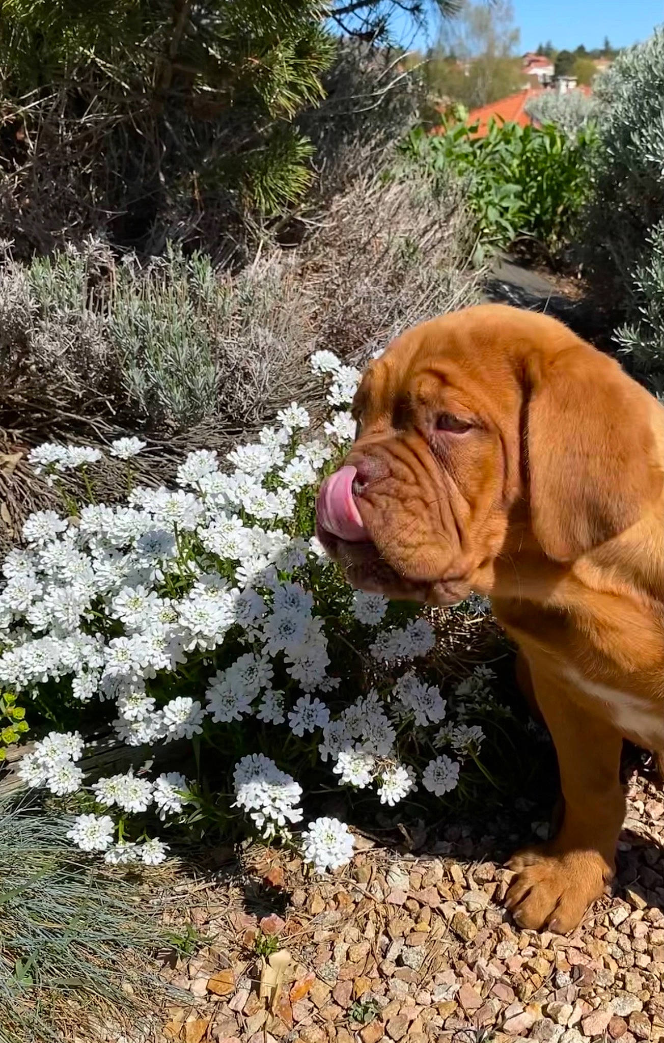Reine Sophie a rejoint le concours — aidez-le/la à gagner de superbes lots ! annual_plant, carnivore, companion_dog, dog, dog_breed, fawn, flower, grass, groundcover, liver, petal, plant, shrub, sky, soil, subshrub, tree, wood, working_animal, wrinkle