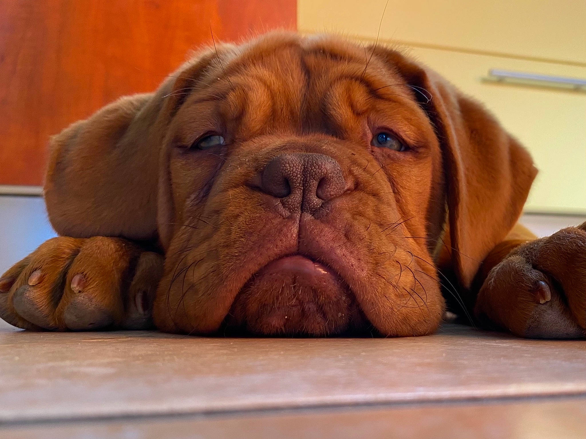 Reine Sophie participe au concours pour gagner de l'argent avec cette photo : bored, canidae, carnivore, comfort, companion_dog, dog, dog_breed, fawn, flooring, fur, hardwood, liver, molosser, non_sporting_group, snout, sporting_group, terrestrial_animal, wood, working_animal, wrinkle