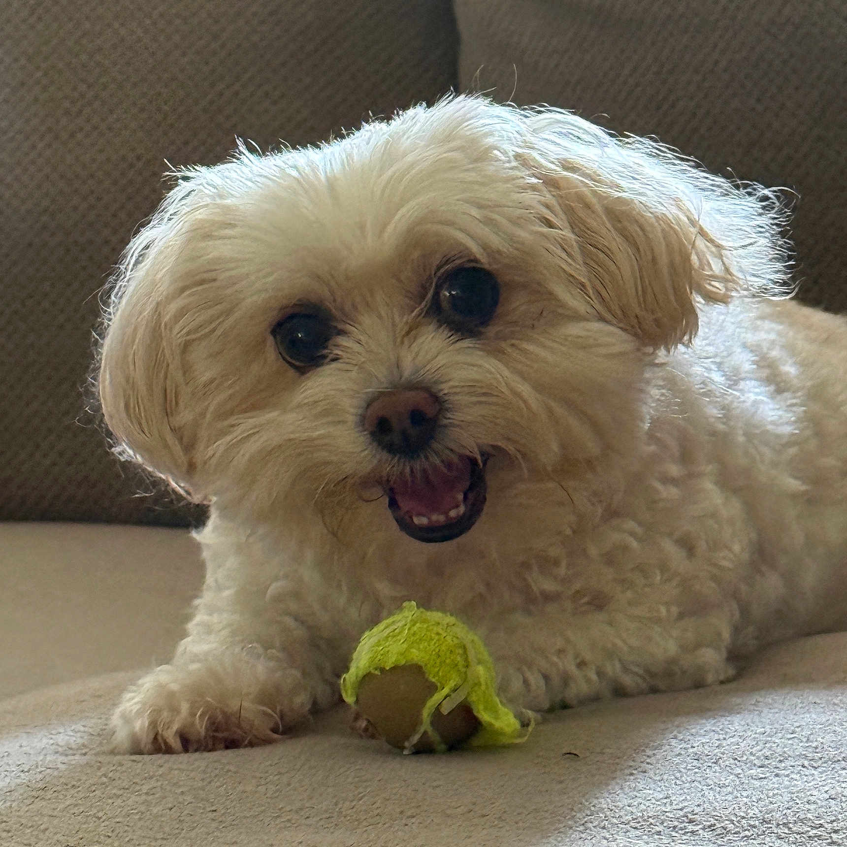 Sophie is registered to the contest to win money with this photo: animal, closeup, companion, couch, cute, dog, domestic, fluffy, friendly, fur, happy, indoor, mouth_open, paw, pet, playful, small_dog, tennis_ball, toy, white