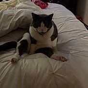 Bacon joined the competition — help win amazing prizes! cat, bed, white_bedspread, gray_and_white_cat, indoor, furniture, bedroom, comfort, pet, animal, sitting, curious, cozy, soft_lighting, collar, paw, rumpled_bed, domestic_cat, feline, relaxed