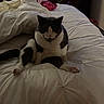 cat, bed, white_bedspread, gray_and_white_cat, indoor, furniture, bedroom, comfort, pet, animal, sitting, curious, cozy, soft_lighting, collar, paw, rumpled_bed, domestic_cat, feline, relaxed
