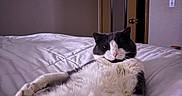 Bacon joined the competition — help win amazing prizes! bed, black_and_white, cat, comfort, cozy, cute, domestic_cat, feline, fluffy, house, indoor, lazy, paws, pet, quiet, reclining, relaxed, resting, soft_lighting, white_bedspread